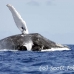 whale_humpback_h_00478_dom2526.jpg